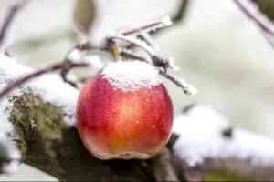 snowy apple